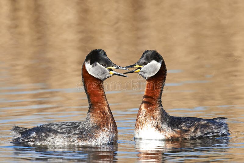 Roodhalsfuut (Podiceps grisegena) royalty-vrije stock afbeelding