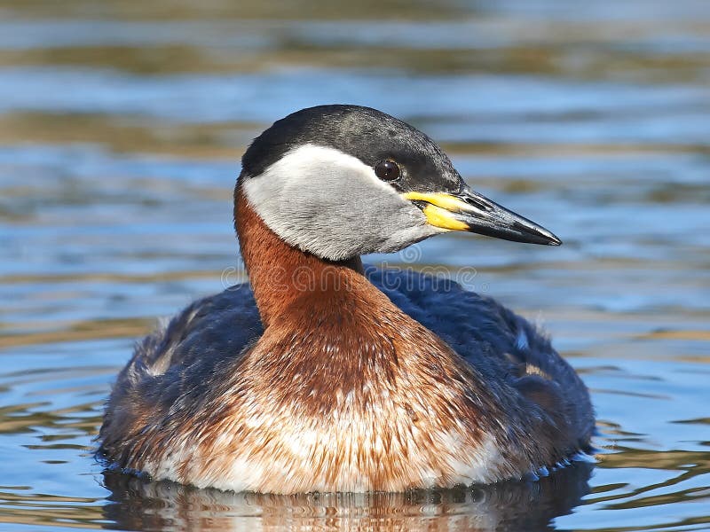 Fuut met rode hals (Podiceps-grisegena) royalty-vrije stock afbeeldingen