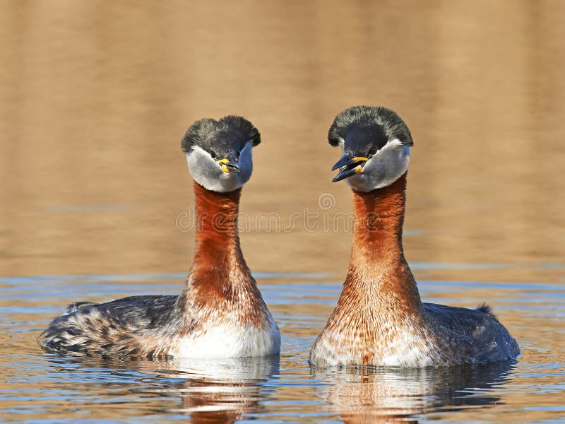 Fuut met rode hals (Podiceps-grisegena) royalty-vrije stock foto