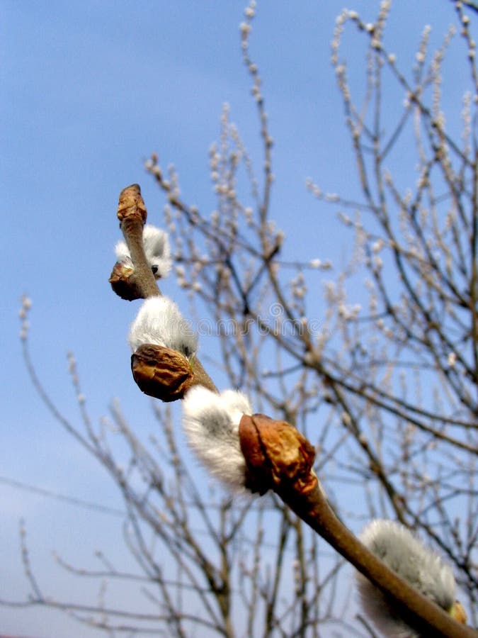 Fuzzy stock photo. Image of outdoors, fuzzy, nature, sallow - 680492