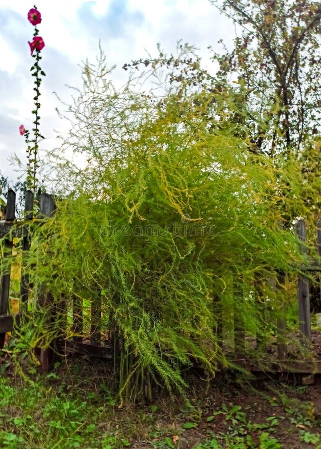 Fuzzy Bush of Asparagus. Asparagus on the Dacha Plot. Asparagus Plant