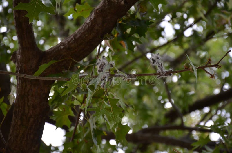 Fuzzy Caterpillars Eating Leaves on an Oak Tree Stock Photo Image of