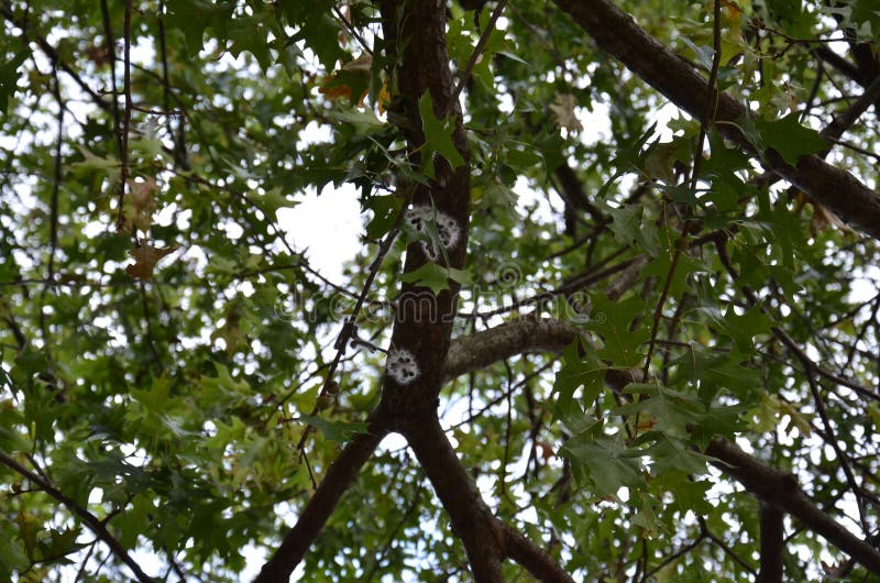 Fuzzy Caterpillars Eating Leaves on an Oak Tree Stock Photo Image of