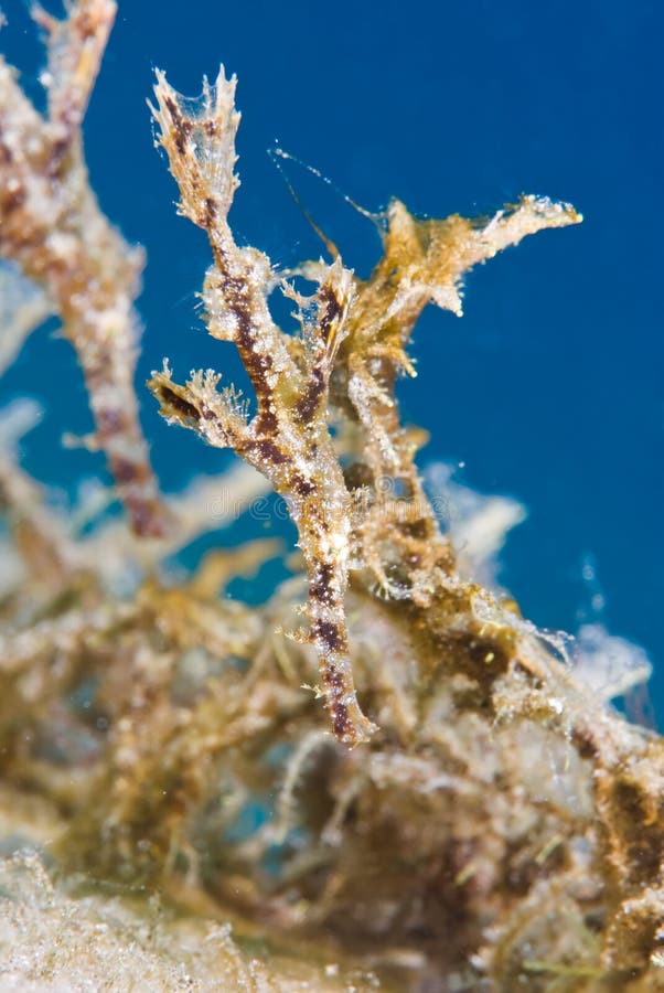 Fuzzy Ghost Pipefish (Solenostomus sp)