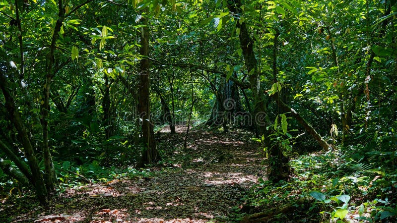 Fußweg in den Dschungel mit dichter Vegetation