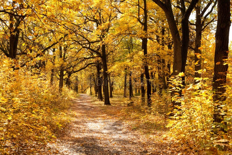 Fußweg unter gelb gefärbten Bäumen im herbstlichen Park