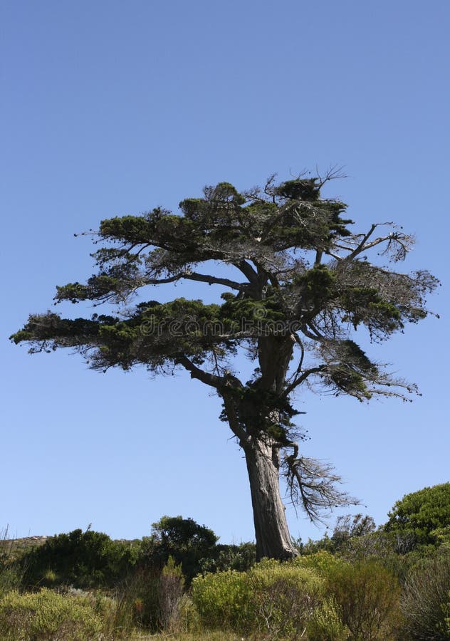 Fynbos with Tree in Western Cape, South Africa Stock Photo Image of