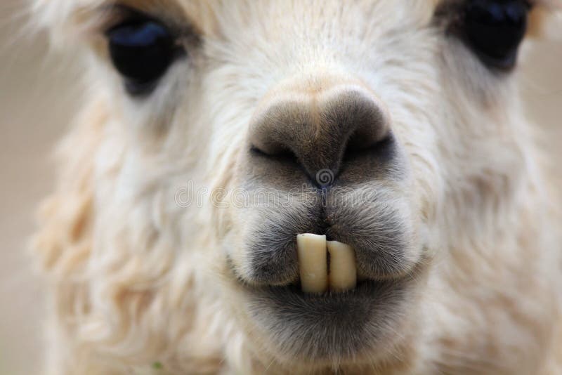6,109 Funny Lama Stock Photos - Free & Royalty-Free Stock Photos from Dreamstime 6,109 Funny Lama Stock Photos - Free & Royalty-Free Stock Photos from Dreamstime