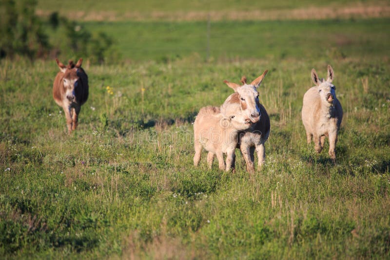 Four donkeys approaching in a field in Kansas. Mother and baby donkey are in the middle and the far right donkey is braying. Four donkeys approaching in a field in Kansas. Mother and baby donkey are in the middle and the far right donkey is braying.