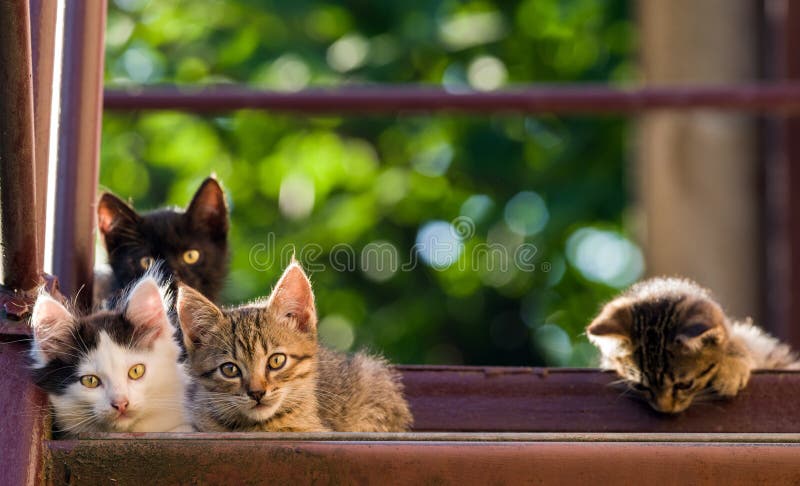 Fyra färgrika kattungar på en naturlig bakgrund Sommarskott royaltyfria bilder Fyra färgrika kattungar på en naturlig bakgrund Sommarskott royaltyfria bilder