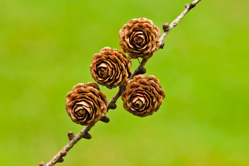 Fyra pinecones arkivbild Fyra pinecones arkivbild