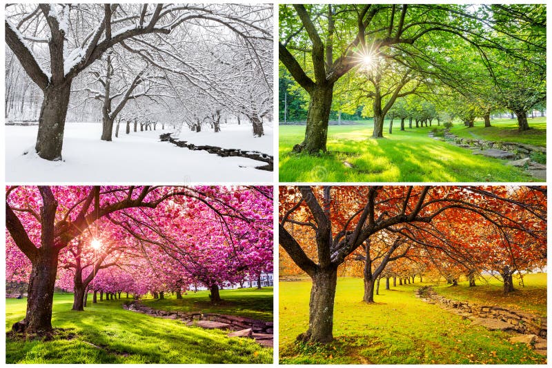 Fyra säsonger med japanska körsbärsröda träd