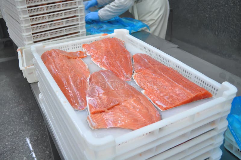 Fábrica de processamento dos peixes imagem de stock Fábrica de processamento dos peixes imagem de stock