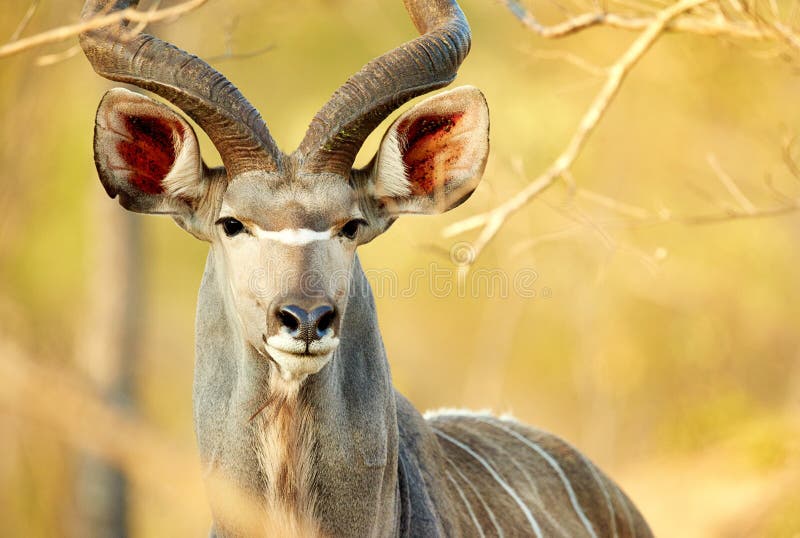 Easily identifiable by his majestic horns. a male kudu on the plains of Africa. Easily identifiable by his majestic horns. a male kudu on the plains of Africa