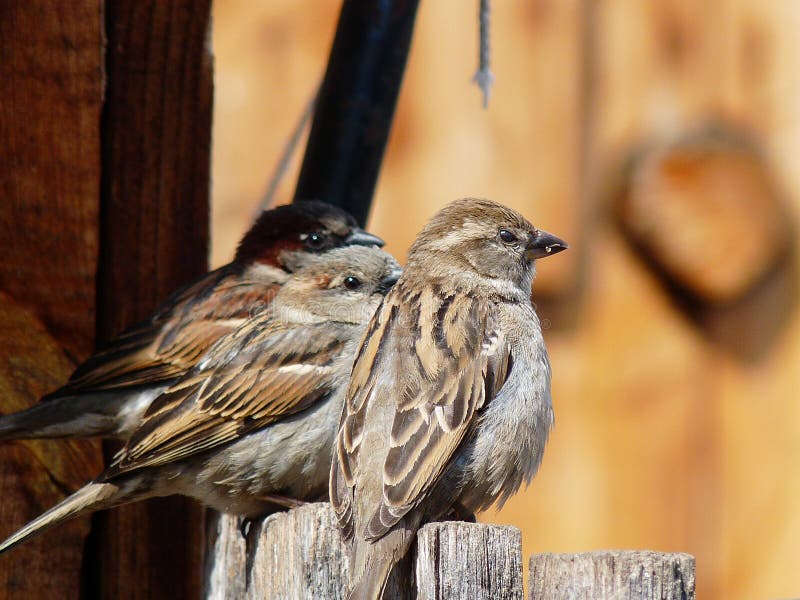 Group from three sparrows sitting on fence (one of which mildly sidelong). Group from three sparrows sitting on fence (one of which mildly sidelong)