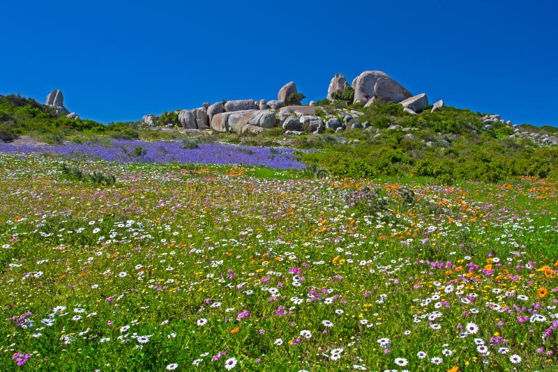 Fält av blått, vit, apelsinen och lilavildblommor royaltyfri fotografi Fält av blått, vit, apelsinen och lilavildblommor royaltyfri fotografi