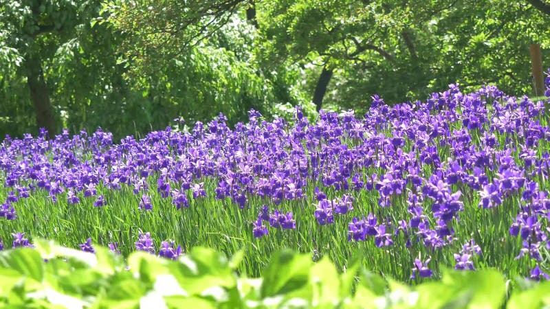 Fält av den purpurfärgade vårblomman i morgontiden Härlig violett äng av att blomma blommalandskap Magisk fantastisk skog w