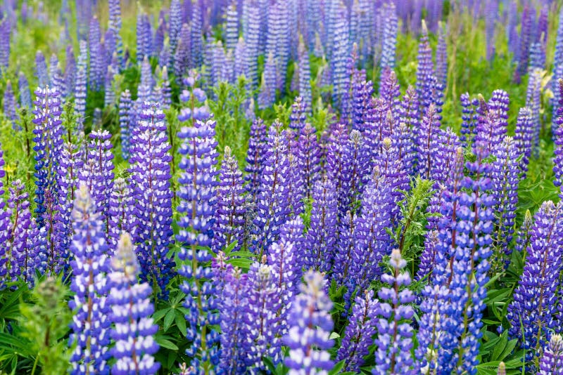 Fält av lupinusen som gemensamt är bekant som lupin eller royaltyfri fotografi Fält av lupinusen som gemensamt är bekant som lupin eller royaltyfri fotografi
