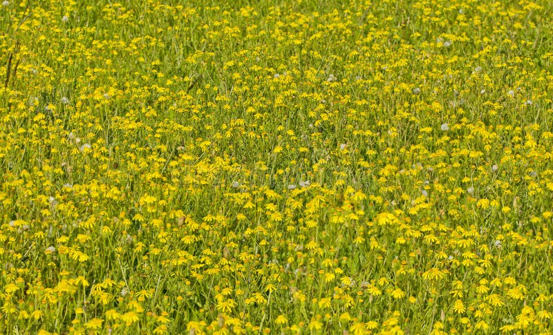 Fält av lösa gula blommor royaltyfria bilder