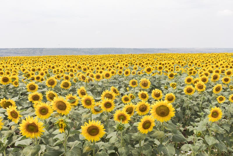 Fält av solrosor dämpade färger Blommande solrosäng SOMMAREN landskap fotografering för bildbyråer Fält av solrosor dämpade färger Blommande solrosäng SOMMAREN landskap fotografering för bildbyråer