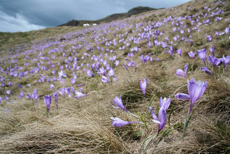 Violet Crocus in the mountains. Violet Crocus in the mountains