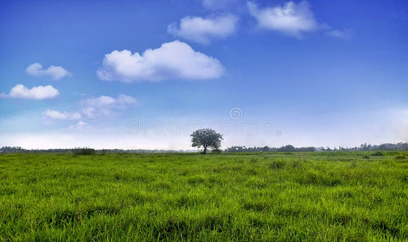 Fält för grönt gräs med den blåa himlen royaltyfri fotografi Fält för grönt gräs med den blåa himlen royaltyfri fotografi
