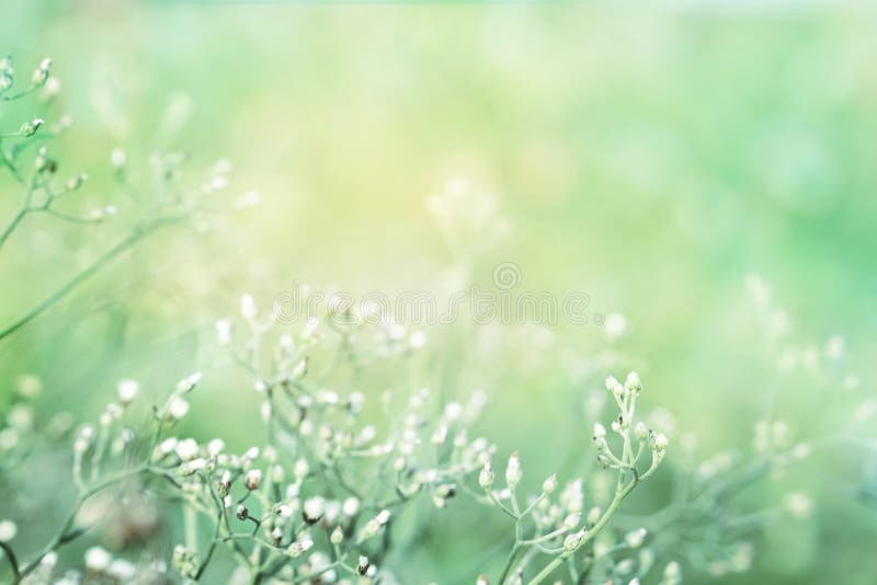 Fält för vårgräsblomma i mjuk tappninggräsplanbakgrund royaltyfri foto