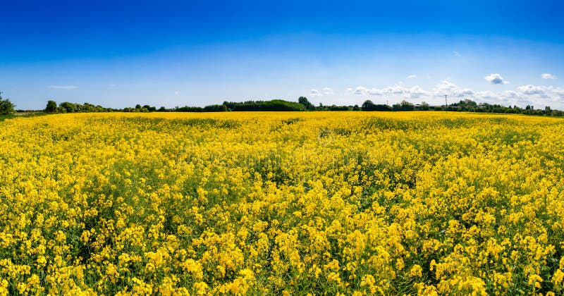Fält Kent Southern England UK för sommarrapsfrö royaltyfri bild