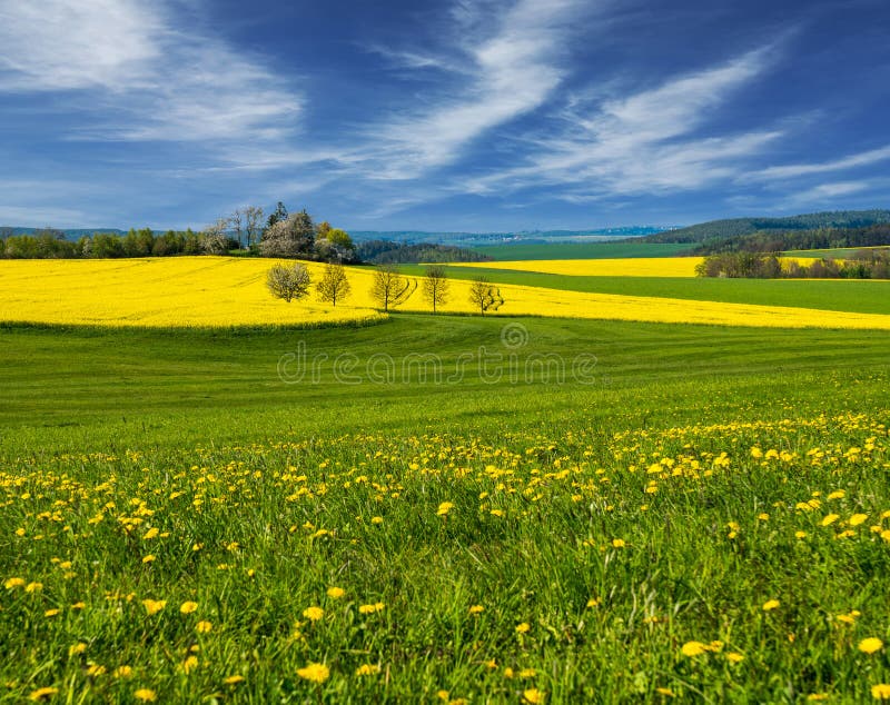 Fält Landskap Raps Canola, Biodieselskörd Sätta in av gula blommor royaltyfri bild Fält Landskap Raps Canola, Biodieselskörd Sätta in av gula blommor royaltyfri bild