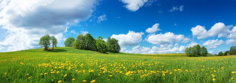 Fält med maskrosor och blå himmel royaltyfri bild Fält med maskrosor och blå himmel royaltyfri bild