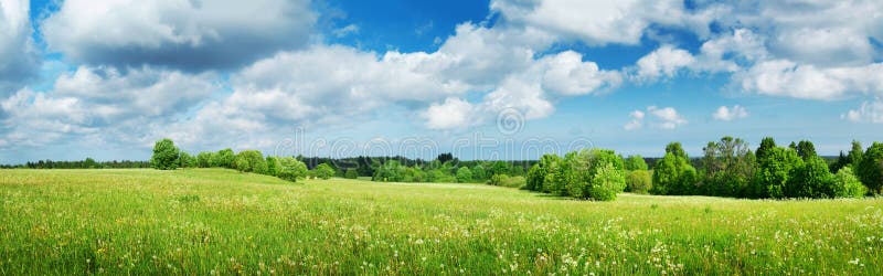 Fält med maskrosor och blå himmel
