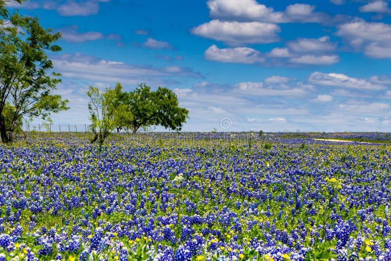 Fält som filt med den berömda Texas Bluebonnet Wildflowers arkivbild Fält som filt med den berömda Texas Bluebonnet Wildflowers arkivbild