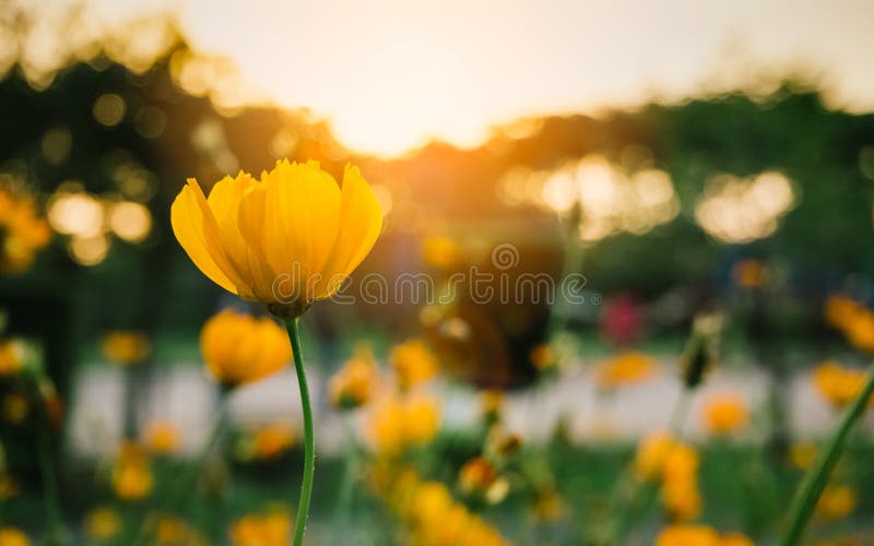Fältet av blommande guling blommar på en bakgrundssolnedgång arkivbild