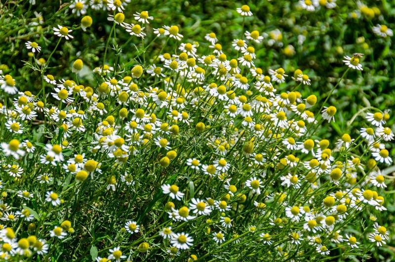 Fältet för den vita tusenskönan blommar, margaret den lösa ängen, slut upp royaltyfria bilder Fältet för den vita tusenskönan blommar, margaret den lösa ängen, slut upp royaltyfria bilder