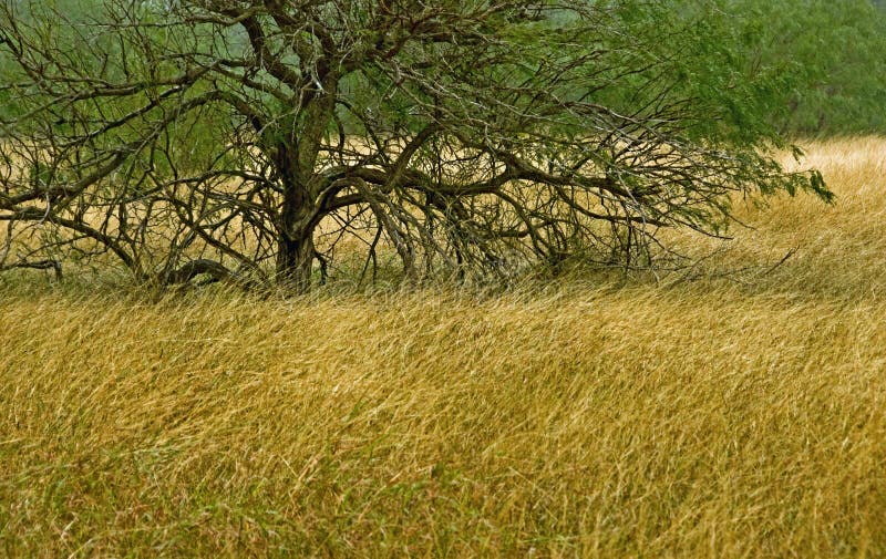 Träd på en gräsyta royaltyfria foton