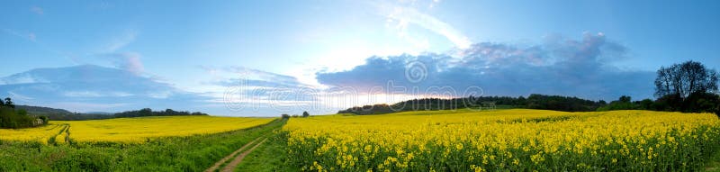 Fältpanoramarapeseed royaltyfri foto