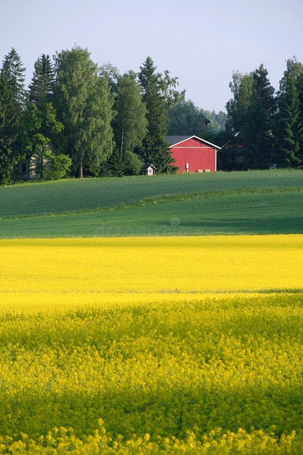 Fältrapeseed fotografering för bildbyråer