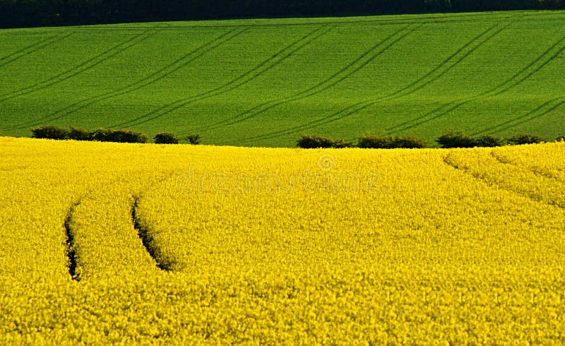 Fältrapeseed arkivbild