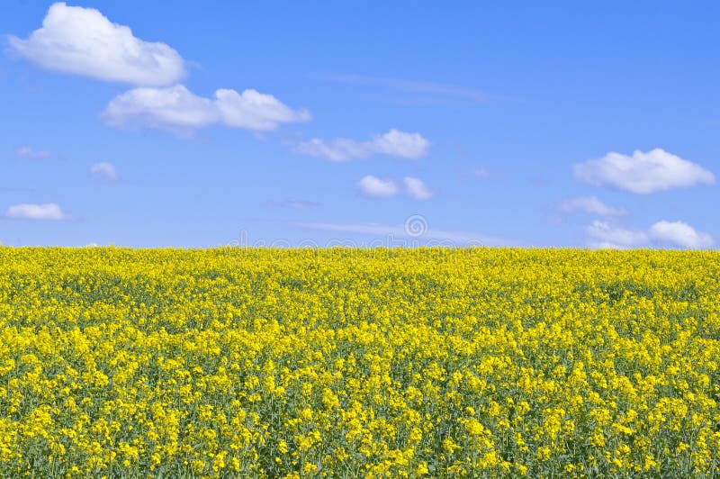 Fältrapeseedyellow arkivfoto
