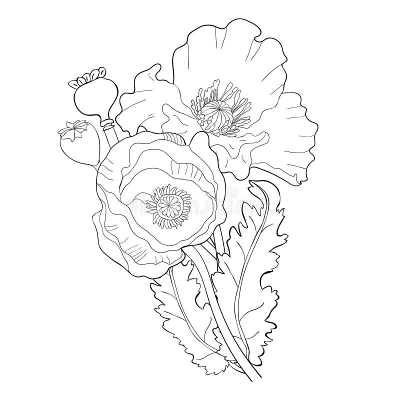 Färga vallmoblommaknoppen med frö också vektor för coreldrawillustration stock illustrationer Färga vallmoblommaknoppen med frö också vektor för coreldrawillustration stock illustrationer