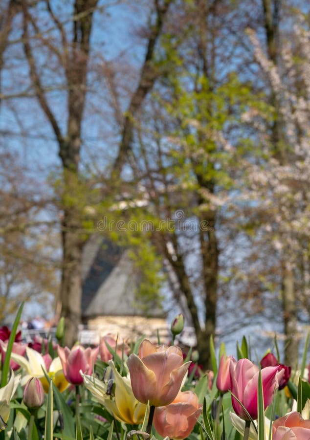 Färgade rosa tulpan på Keukenhof trädgårdar, Lisse, Nederländerna V?derkvarn i mjuk fokus i bakgrunden royaltyfria foton Färgade rosa tulpan på Keukenhof trädgårdar, Lisse, Nederländerna V?derkvarn i mjuk fokus i bakgrunden royaltyfria foton