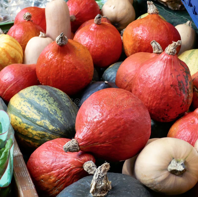 Färgar olika typer för pumpor, och former, för allhelgonaafton och tacksägelse Bakgrund fotografering för bildbyråer Färgar olika typer för pumpor, och former, för allhelgonaafton och tacksägelse Bakgrund fotografering för bildbyråer