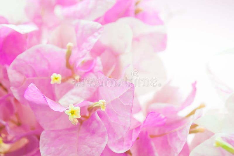 Färgar rosa blommor för Closeup på rosa kvarts bakgrund arkivfoto