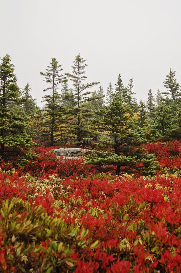 Colorful foliage on Great Head Trail on foggy autumn day in Acadia National park on Bar Harbor, Maine. On Mount Desert Island. Colorful foliage on Great Head Trail on foggy autumn day in Acadia National park on Bar Harbor, Maine. On Mount Desert Island.