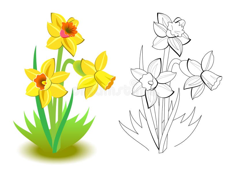 Färgfläckar och svartvitt mönster för färgning Illustration av vårgula daffodillblommor i trädgården royaltyfri illustrationer