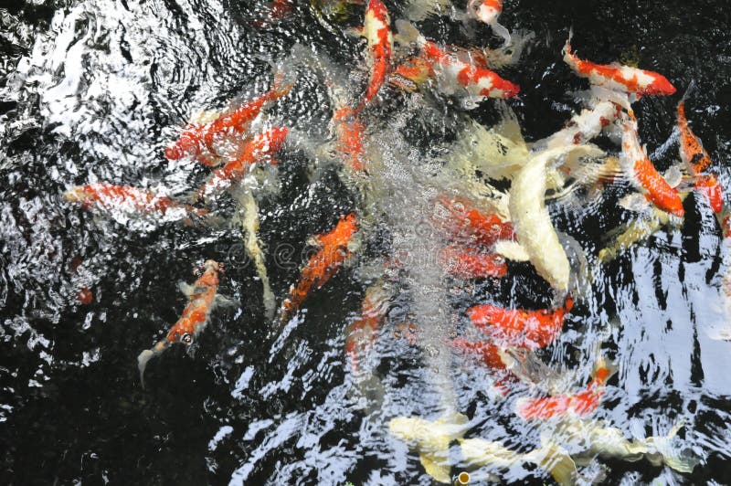 Färgglad utsmyckad karp fotografering för bildbyråer Färgglad utsmyckad karp fotografering för bildbyråer