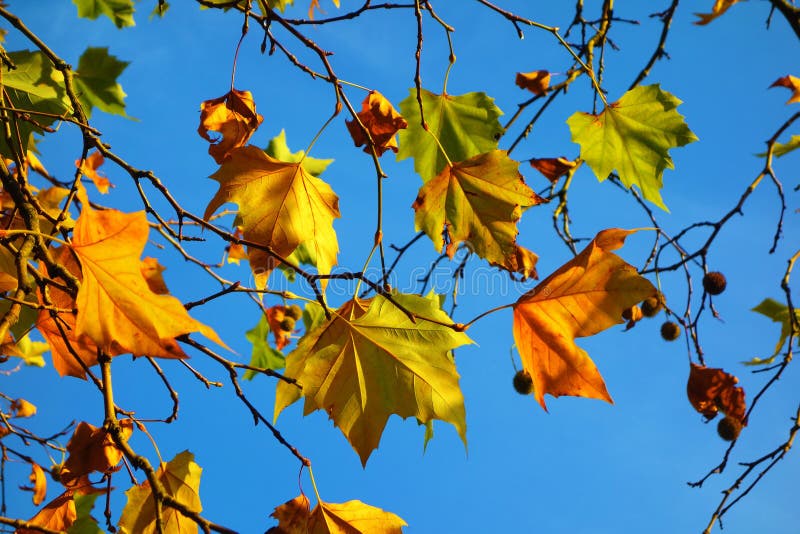färgglada leaves för höst arkivfoton färgglada leaves för höst arkivfoton