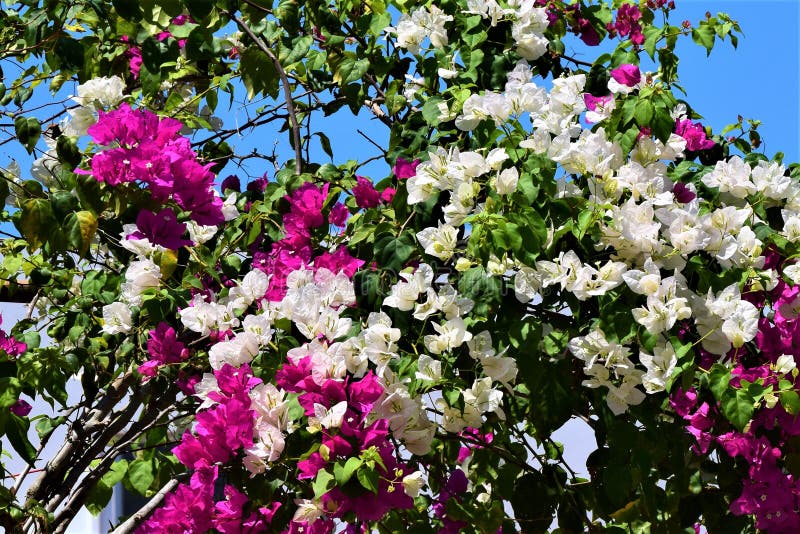 Färgglade blommor av Colombia nära det karibiska havet royaltyfri bild Färgglade blommor av Colombia nära det karibiska havet royaltyfri bild