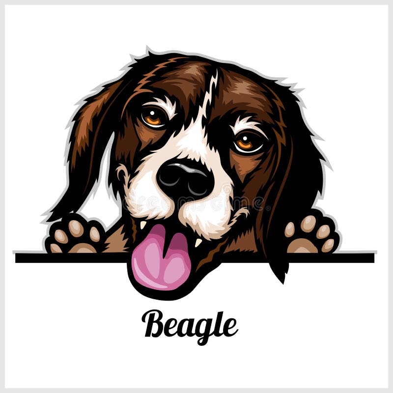 Färghundhuvud, Beagle-ras på vit bakgrund royaltyfri illustrationer Färghundhuvud, Beagle-ras på vit bakgrund royaltyfri illustrationer