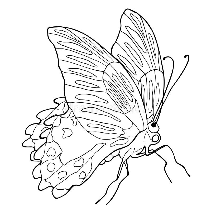 Färgläggningfjäril Papilio tropiska Rumanzovia Vektorillustra vektor illustrationer Färgläggningfjäril Papilio tropiska Rumanzovia Vektorillustra vektor illustrationer